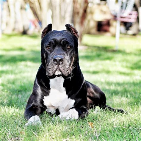 The Presa stands between 24 and 26 inches, whereas the Cane Corso stands ever so slightly taller, between 24 and 27 inches. . Cane corso bully mix